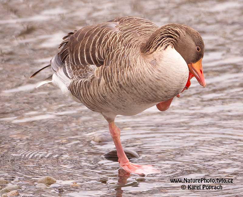 Anser anser, Husa velká