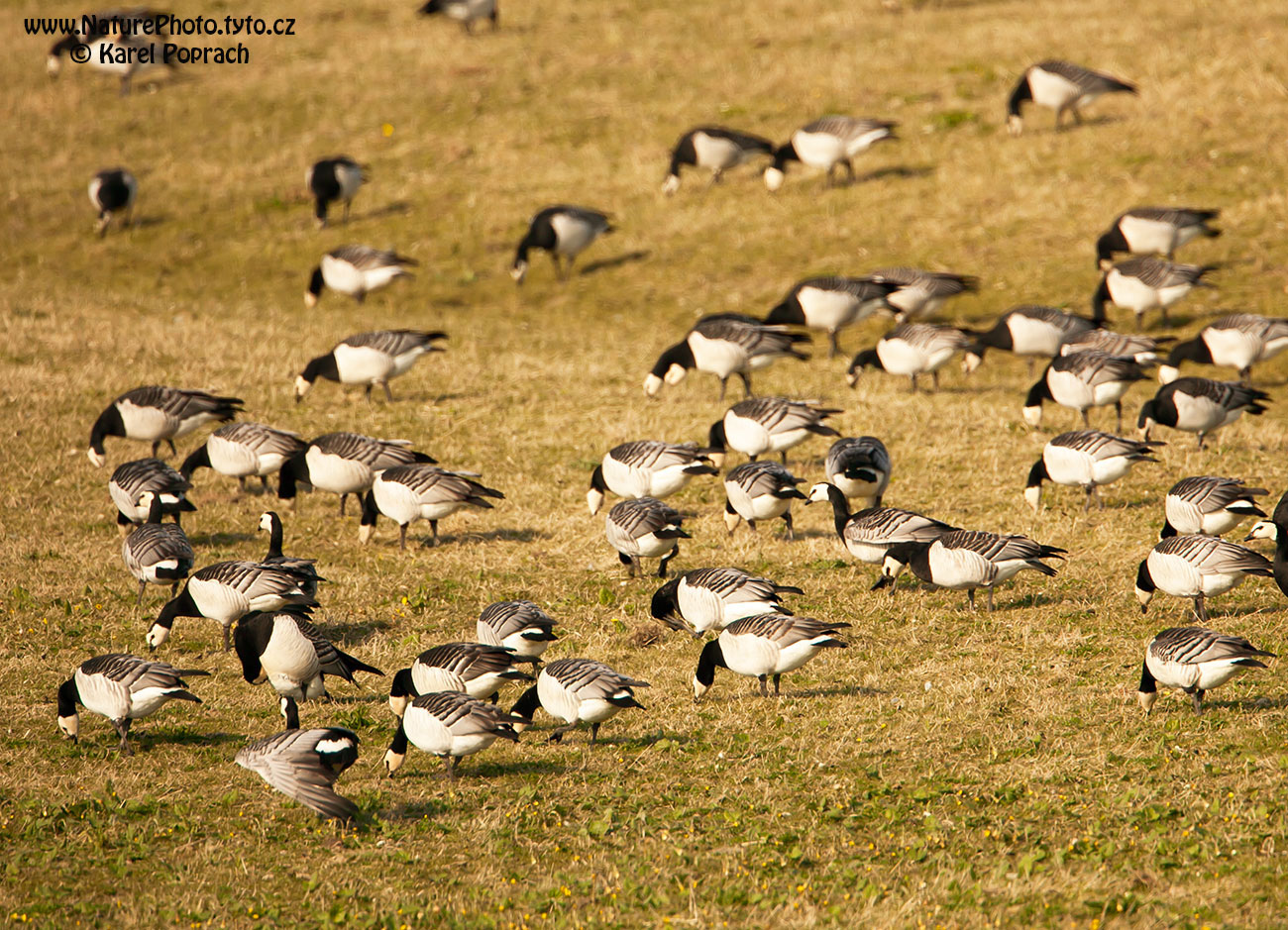 Branta leucopsis, Berneška bělolící