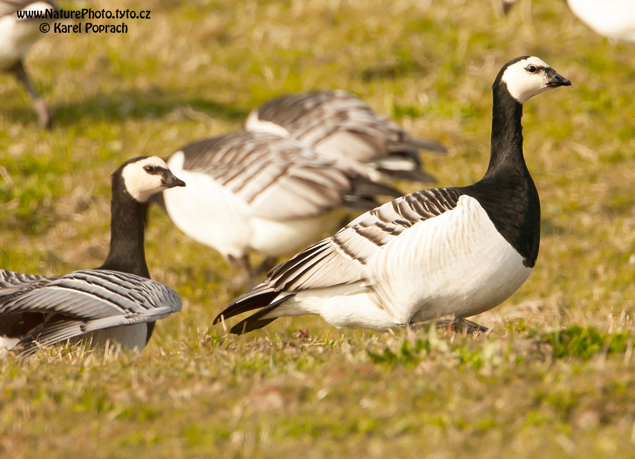 Branta leucopsis, Berneška bělolící