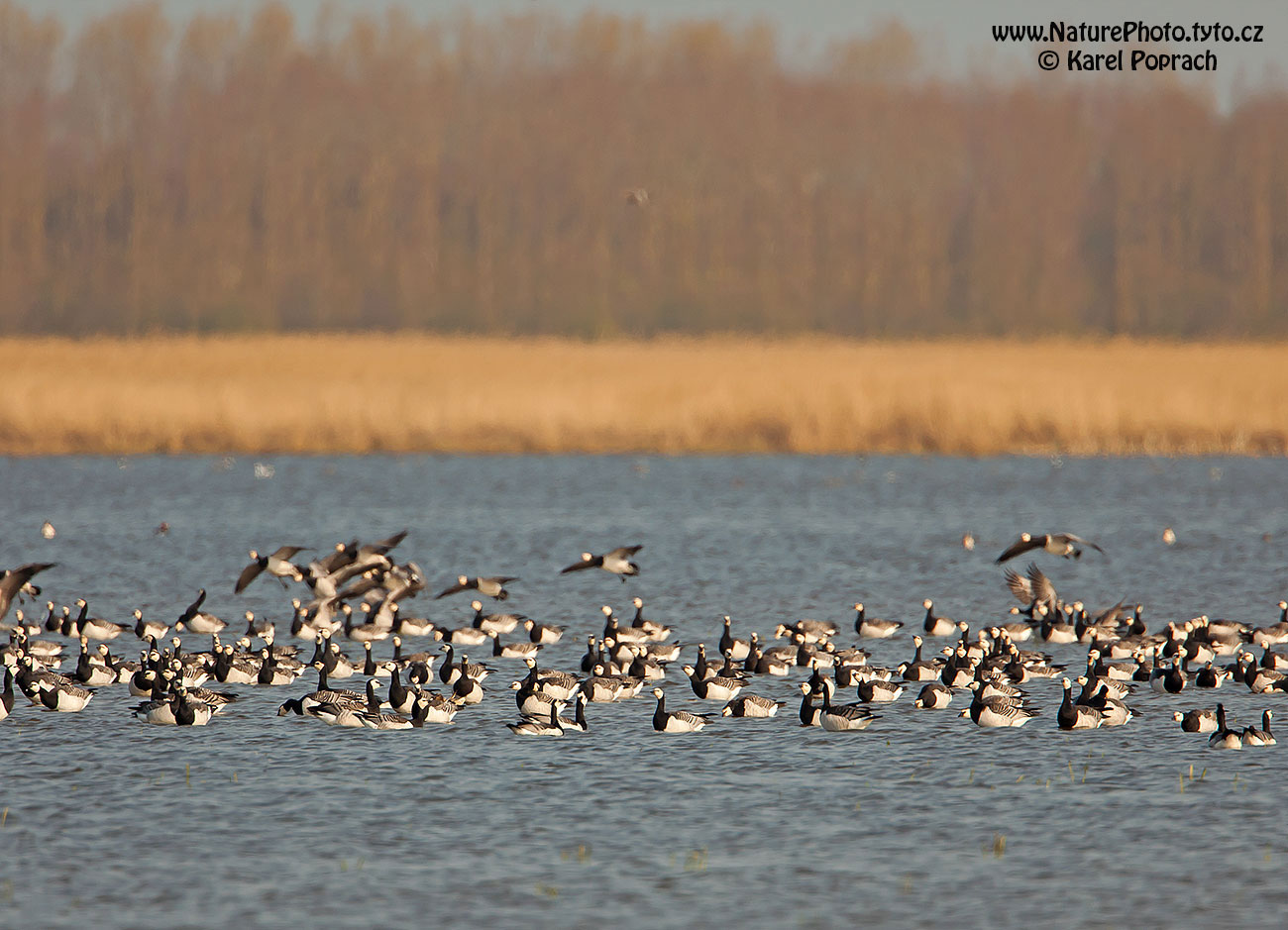 Branta leucopsis, Berneška bělolící