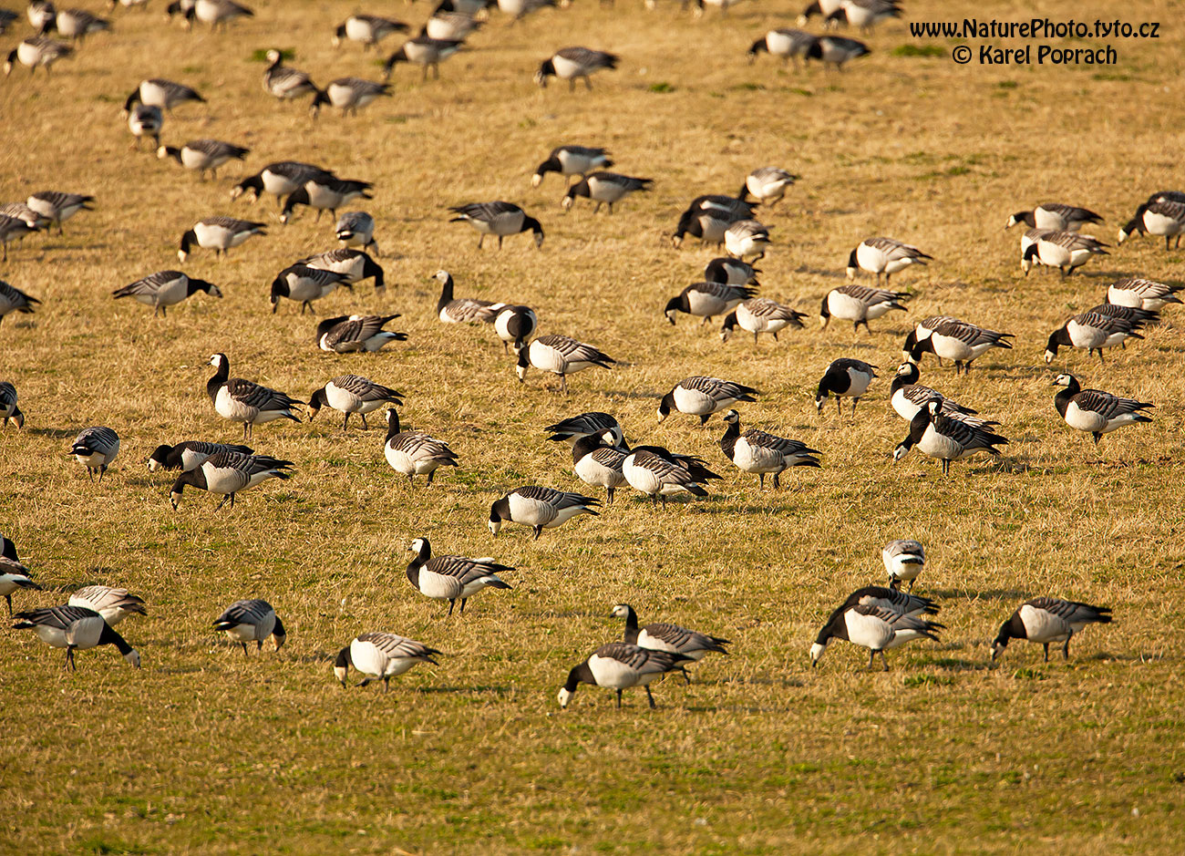 Branta leucopsis, Berneška bělolící