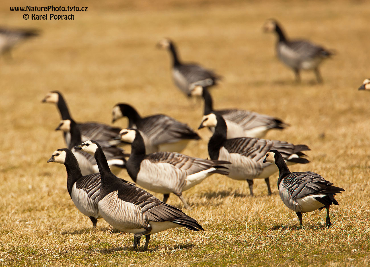Branta leucopsis, Berneška bělolící