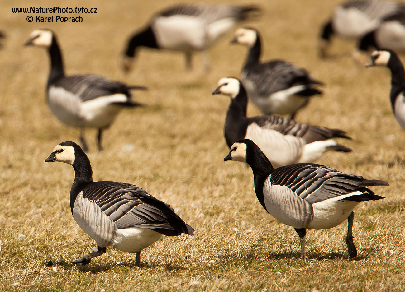 Branta leucopsis, Berneška bělolící