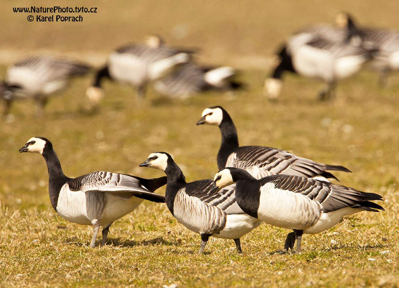 Branta leucopsis, Berneška bělolící