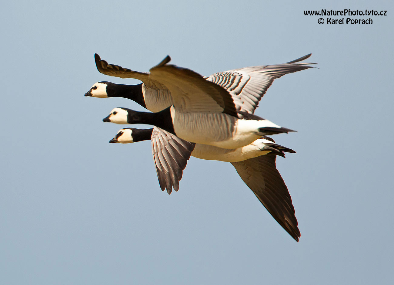 Branta leucopsis, Berneška bělolící