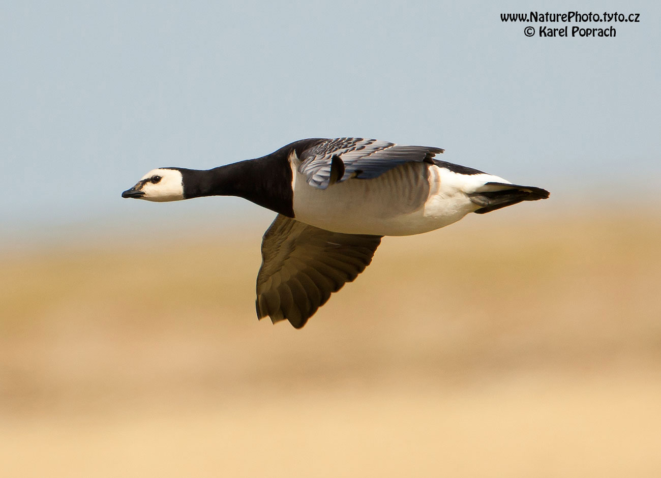 Branta leucopsis, Berneška bělolící