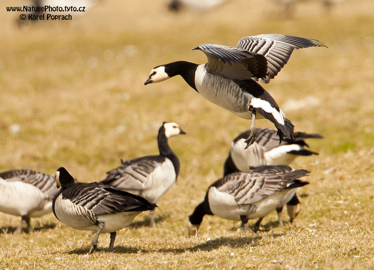 Branta leucopsis, Berneška bělolící