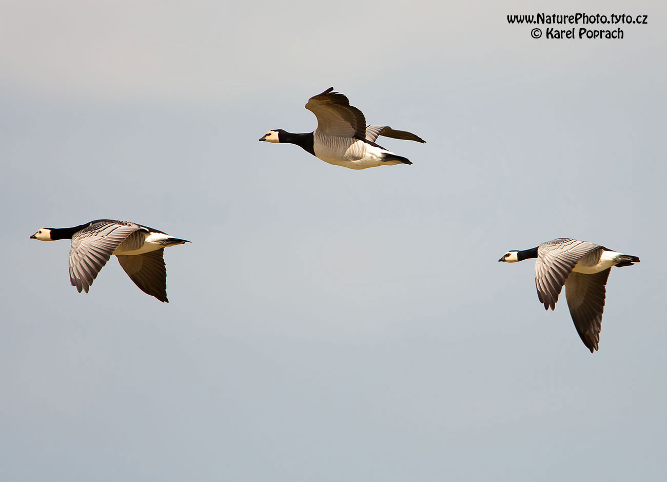 Branta leucopsis, Berneška bělolící