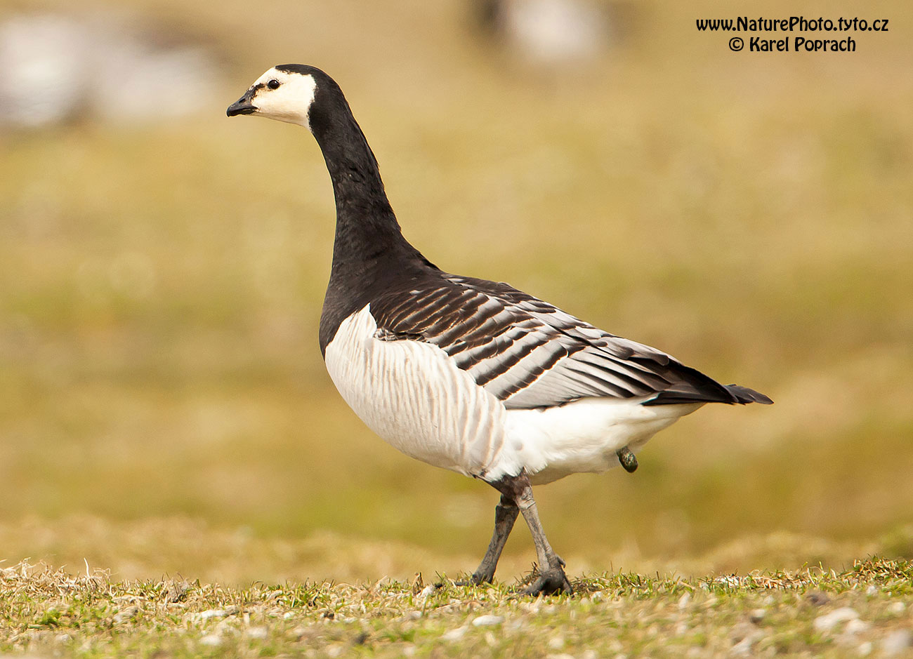 Branta leucopsis, Berneška bělolící