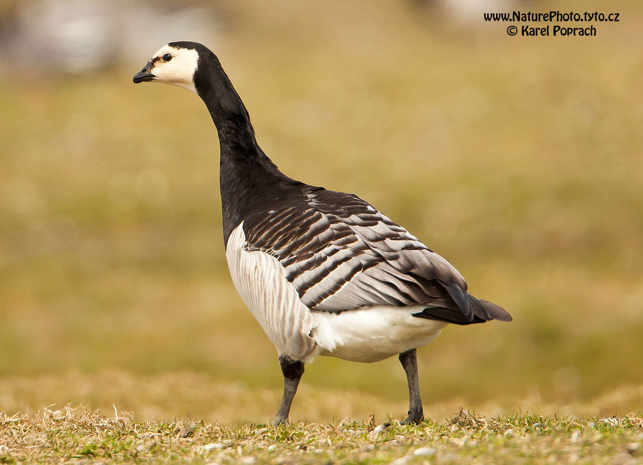Branta leucopsis, Berneška bělolící