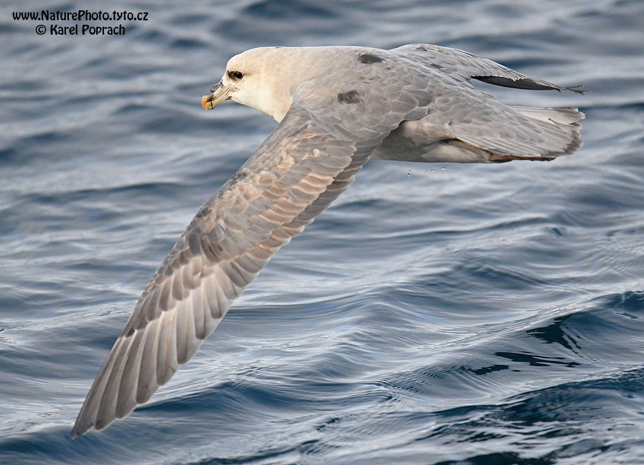Fulmarus glacialis, Buřňák lední