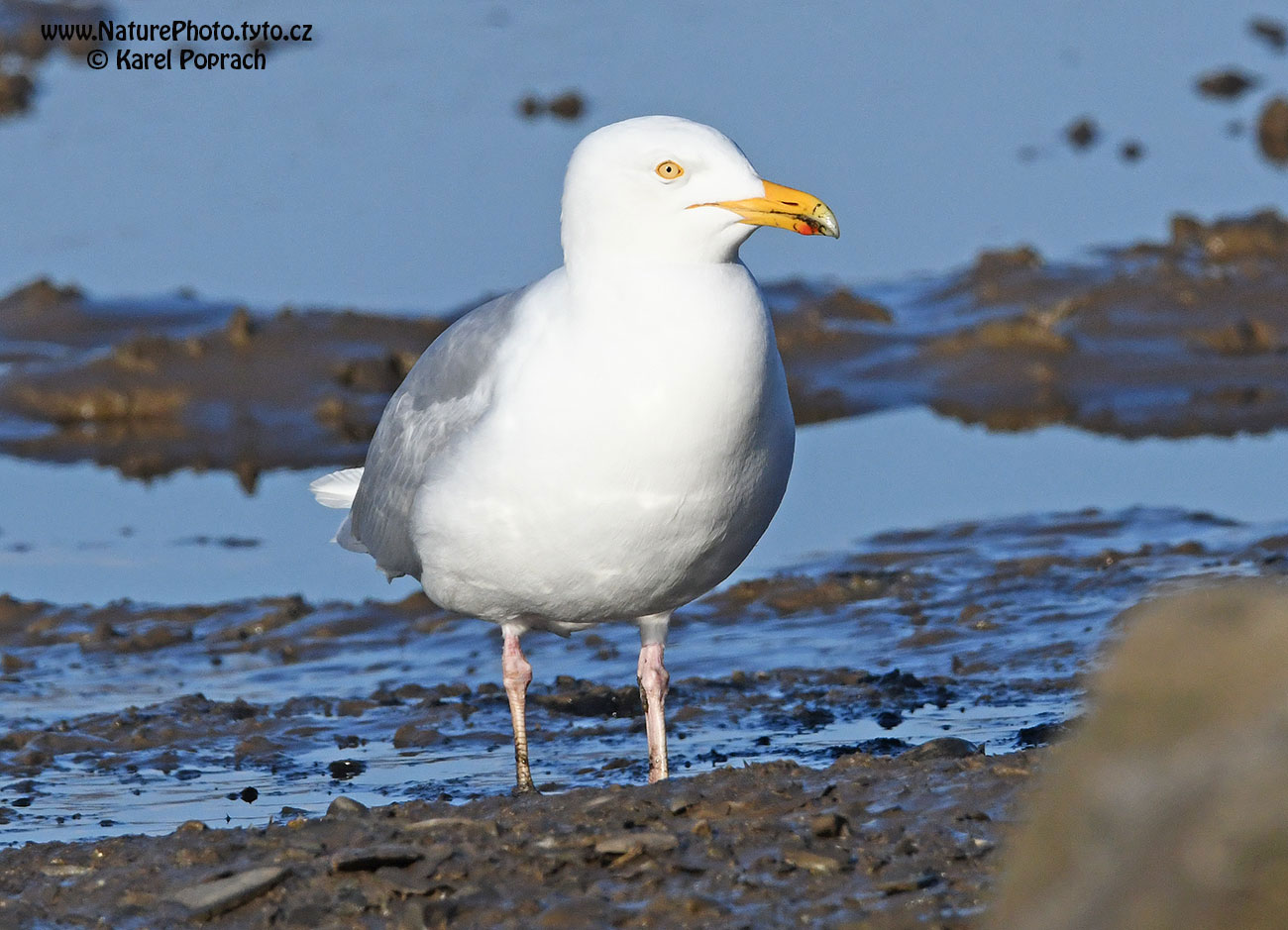 Larus hyperboreus, Racek šedý