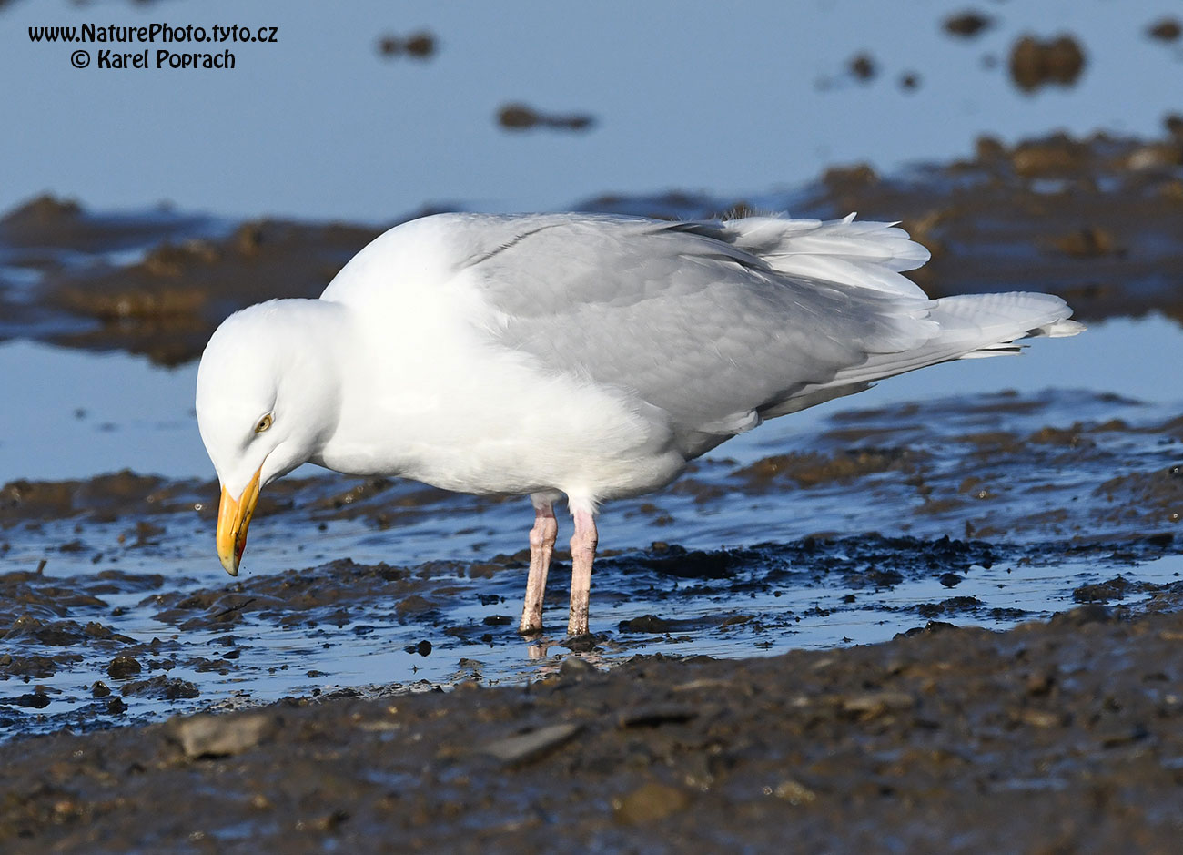 Larus hyperboreus, Racek šedý