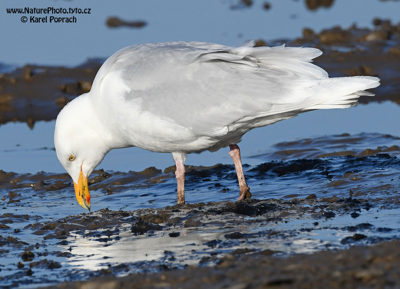 Larus hyperboreus, Racek šedý