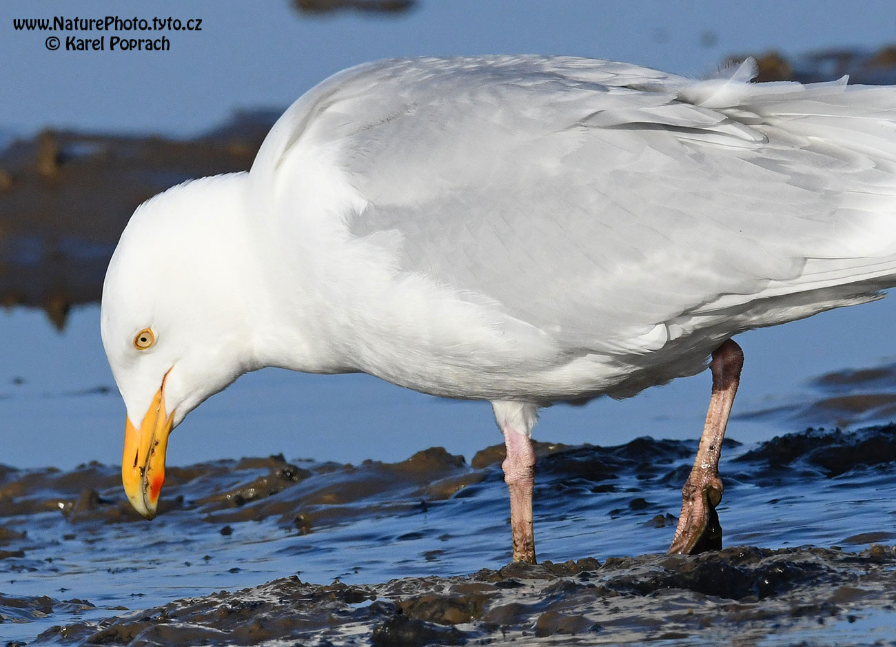 Larus hyperboreus, Racek šedý