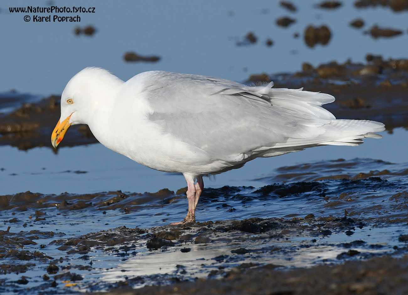Larus hyperboreus, Racek šedý