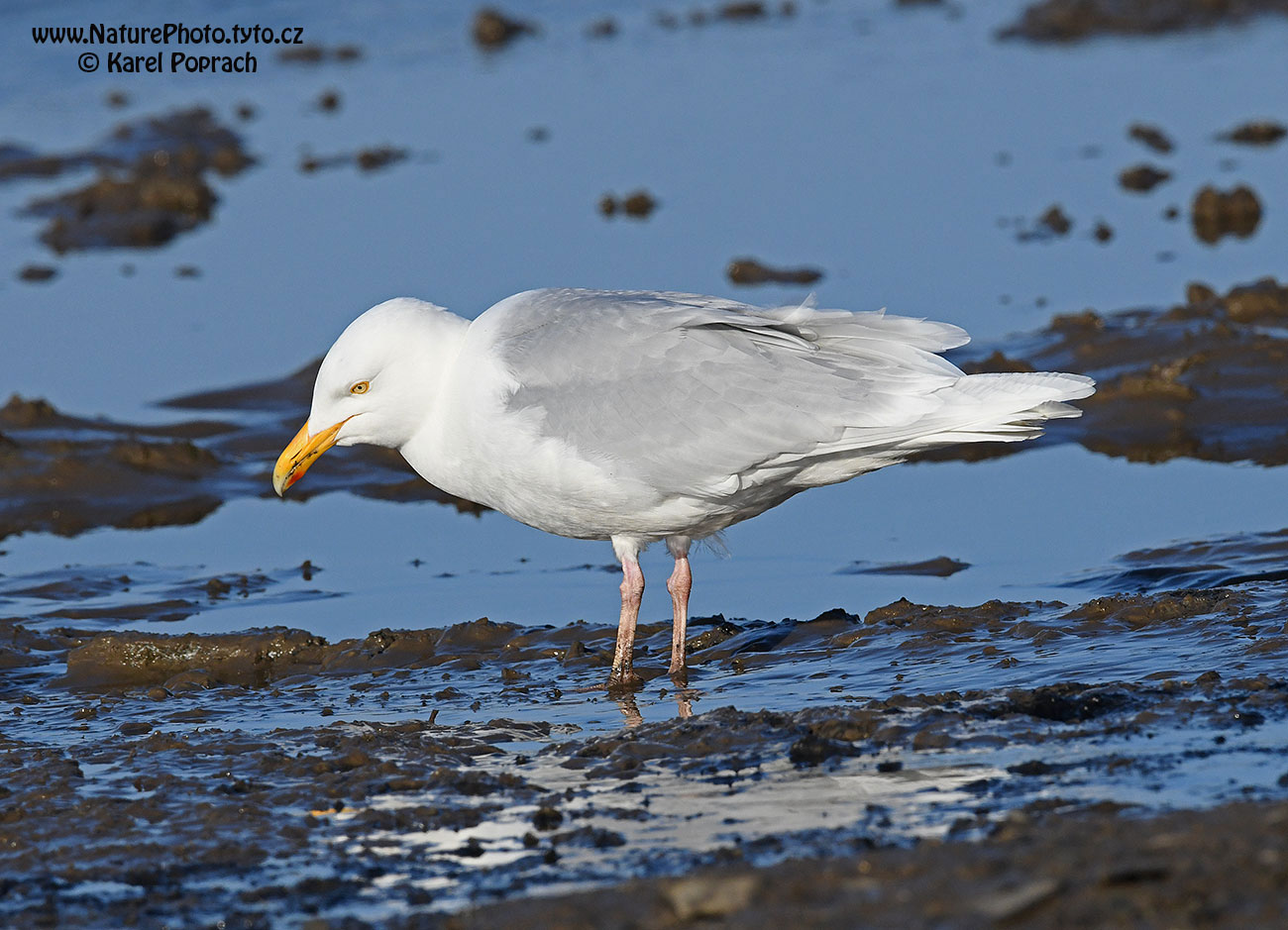 Larus hyperboreus, Racek šedý