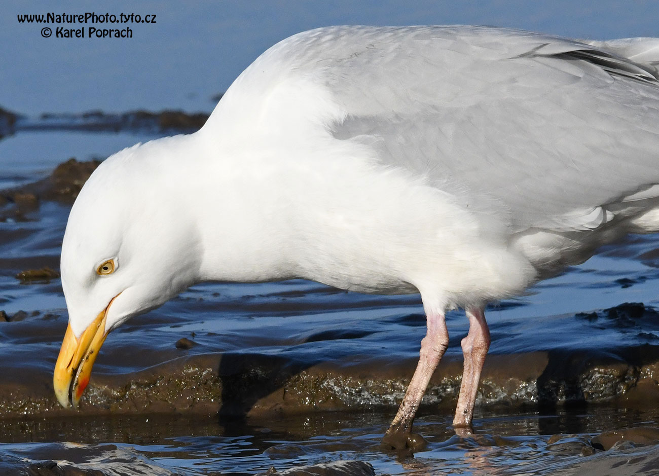Larus hyperboreus, Racek šedý