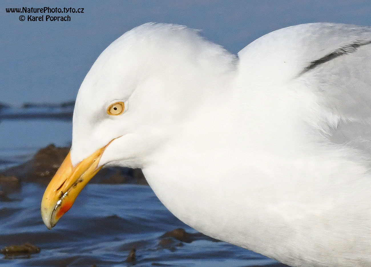 Larus hyperboreus, Racek šedý