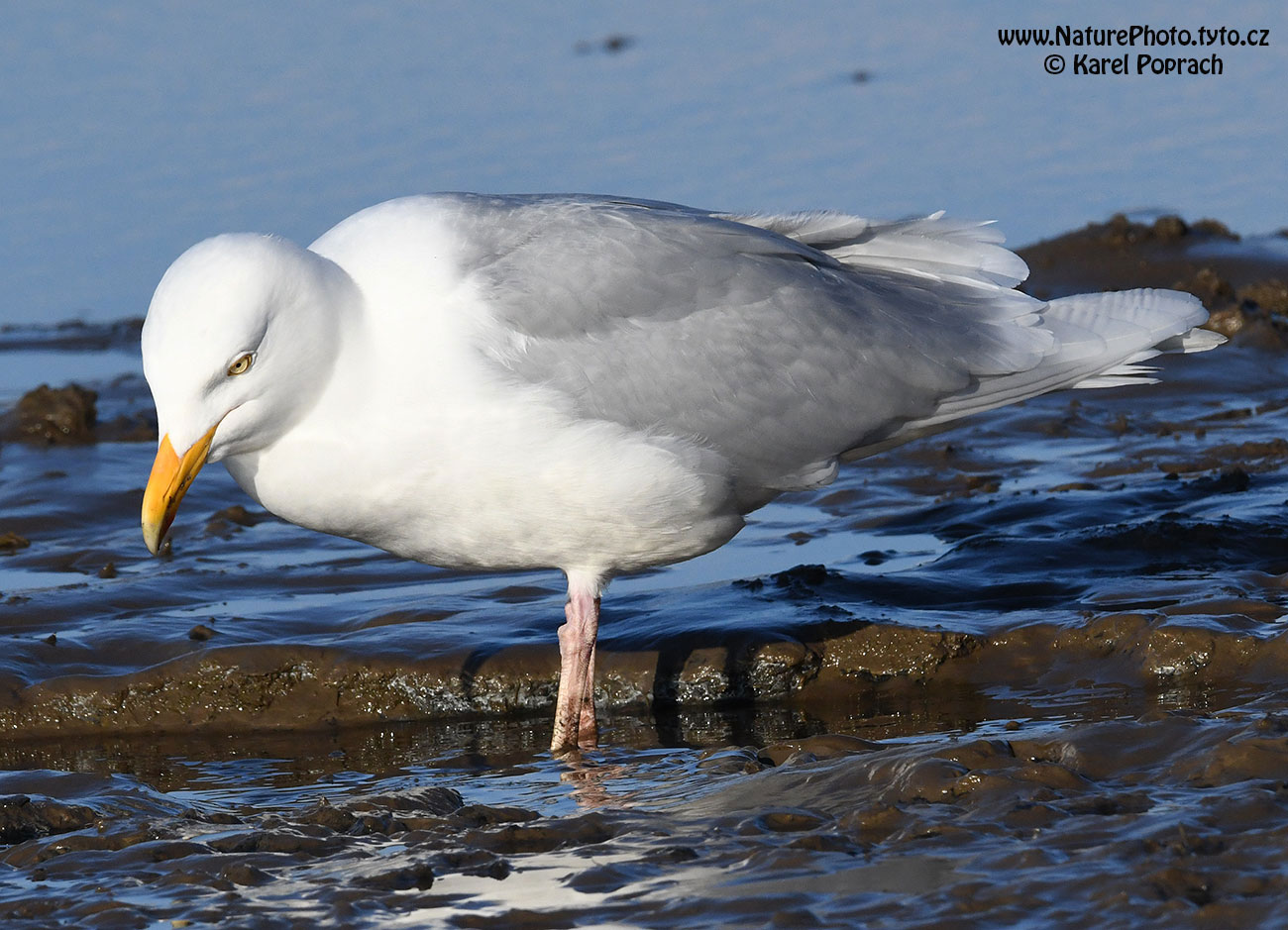 Larus hyperboreus, Racek šedý