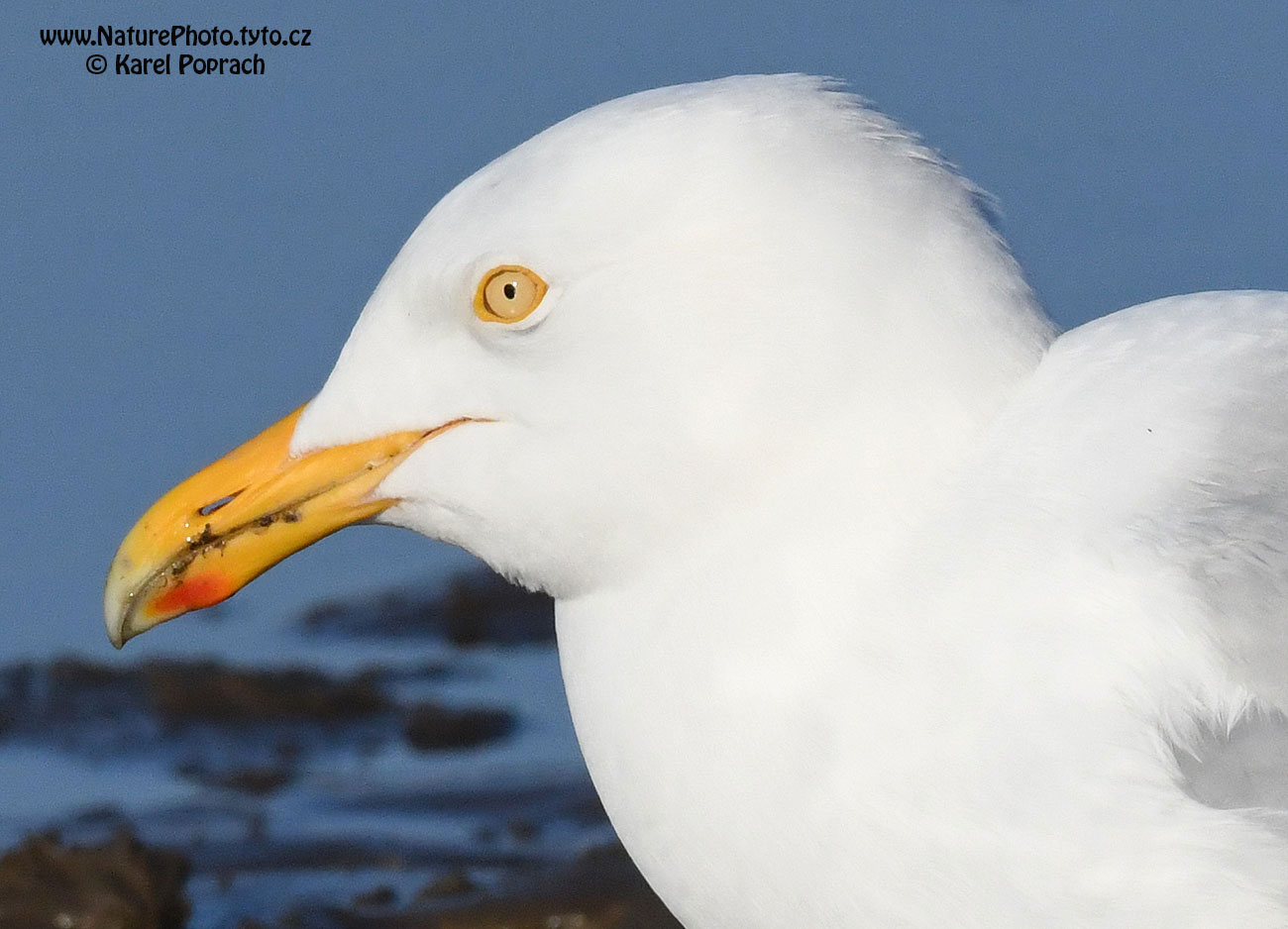 Larus hyperboreus, Racek šedý