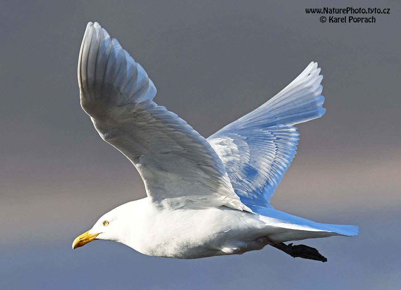 Larus hyperboreus, Racek šedý