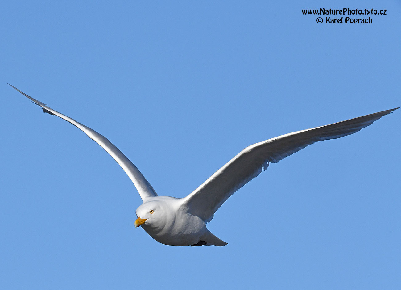 Larus hyperboreus, Racek šedý