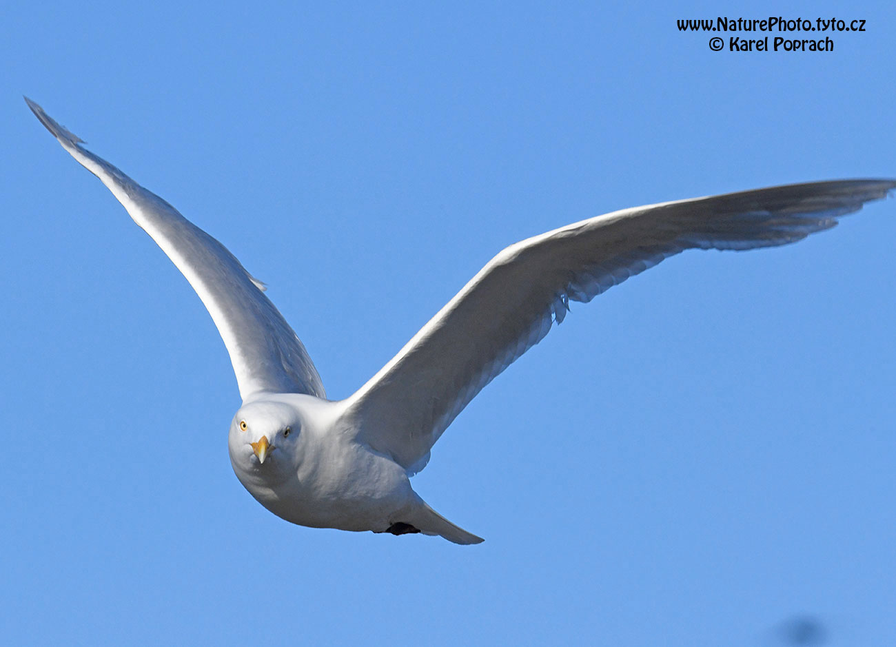 Larus hyperboreus, Racek šedý