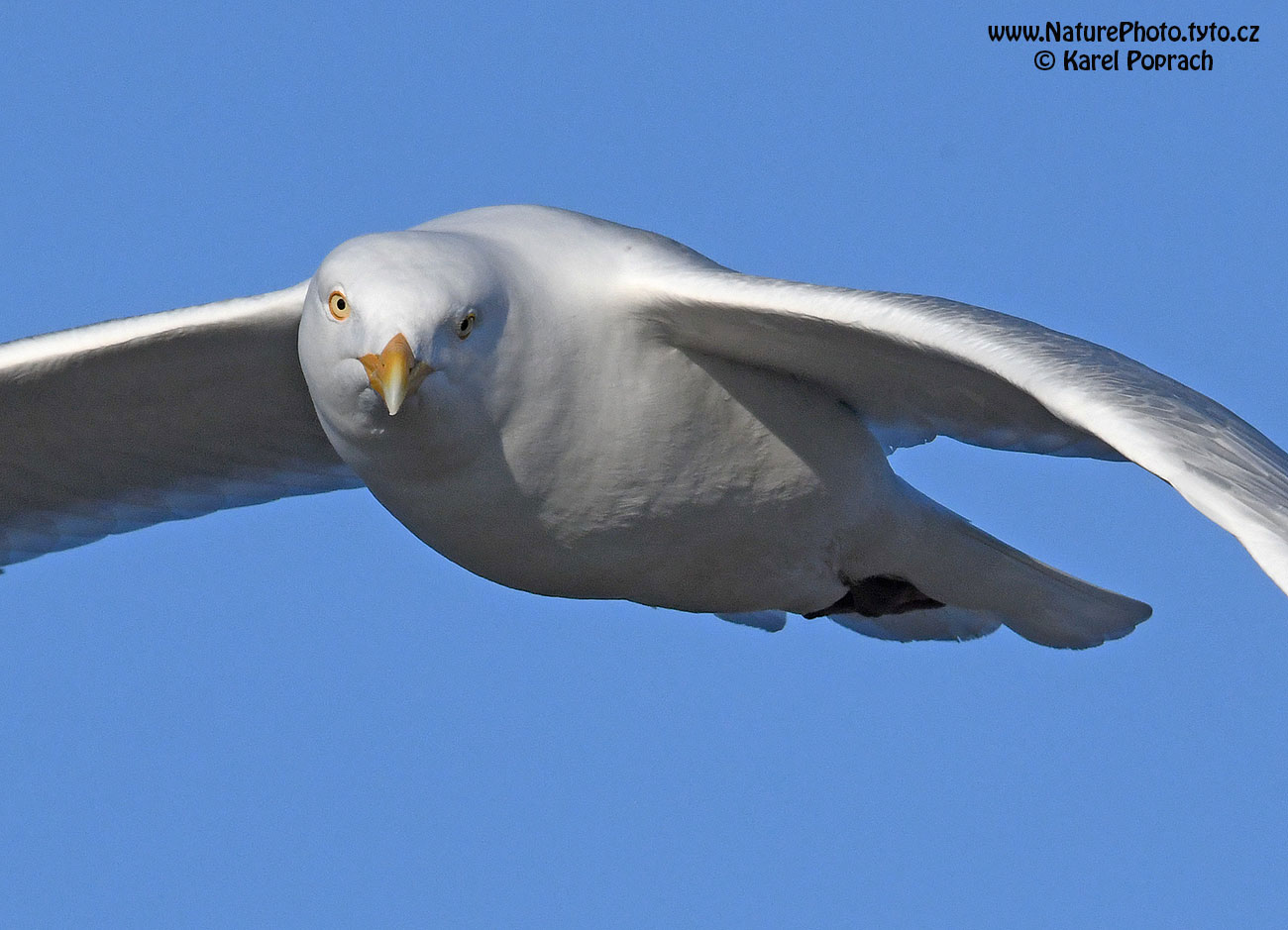 Larus hyperboreus, Racek šedý