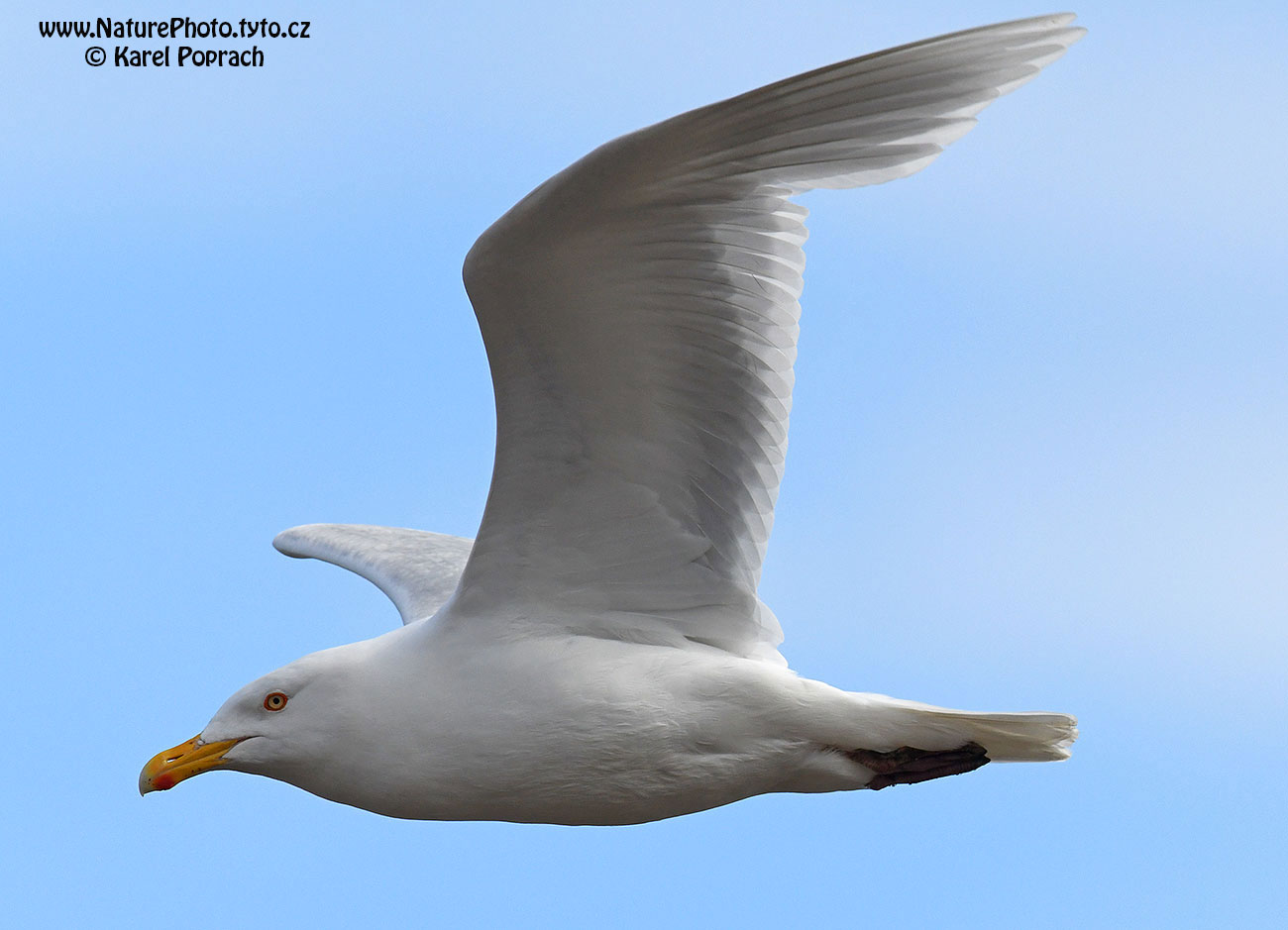 Larus hyperboreus, Racek šedý