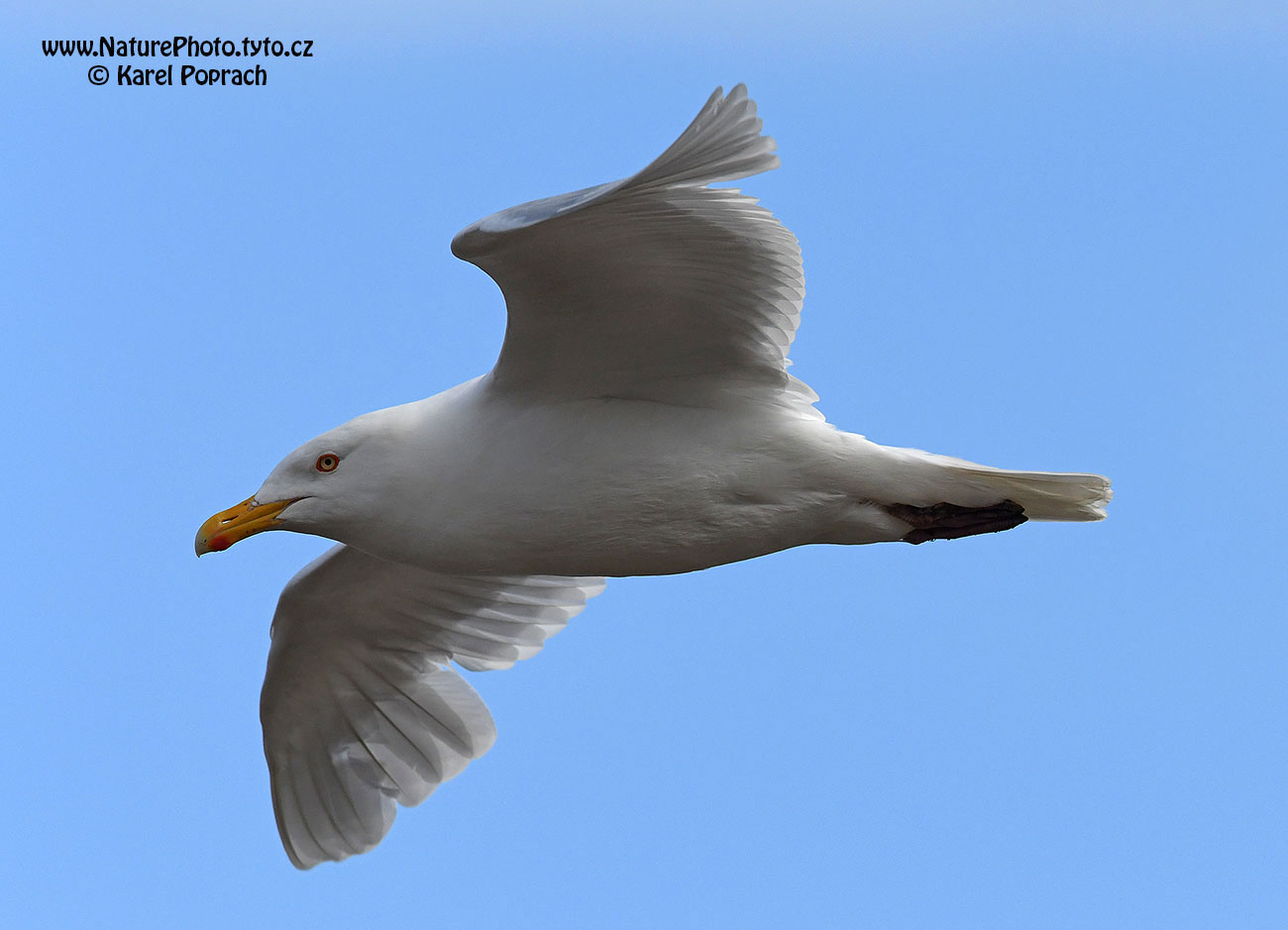 Larus hyperboreus, Racek šedý