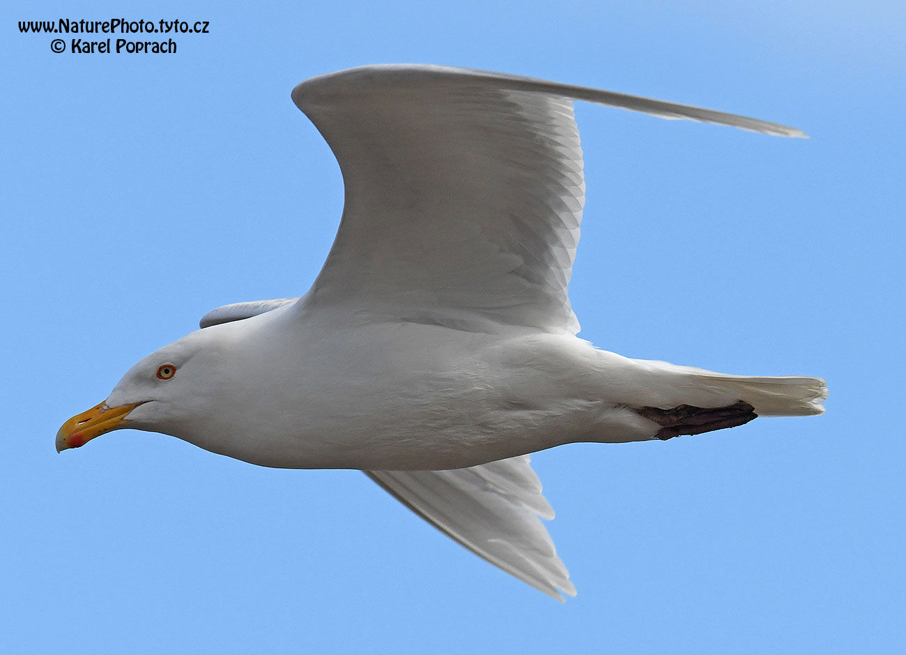 Larus hyperboreus, Racek šedý