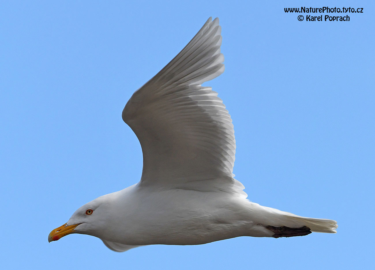 Larus hyperboreus, Racek šedý