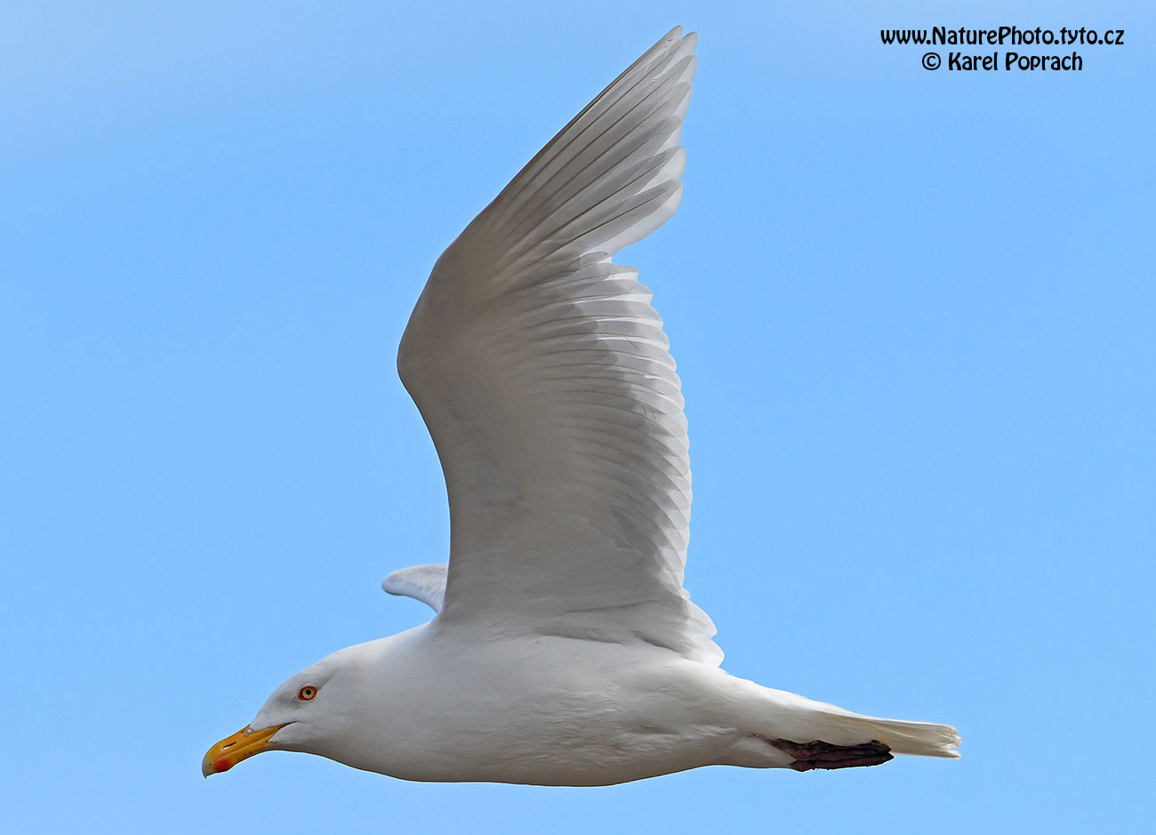 Larus hyperboreus, Racek šedý