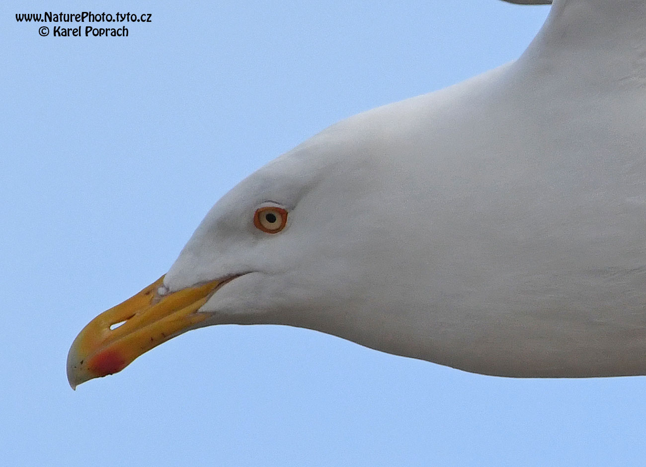 Larus hyperboreus, Racek šedý