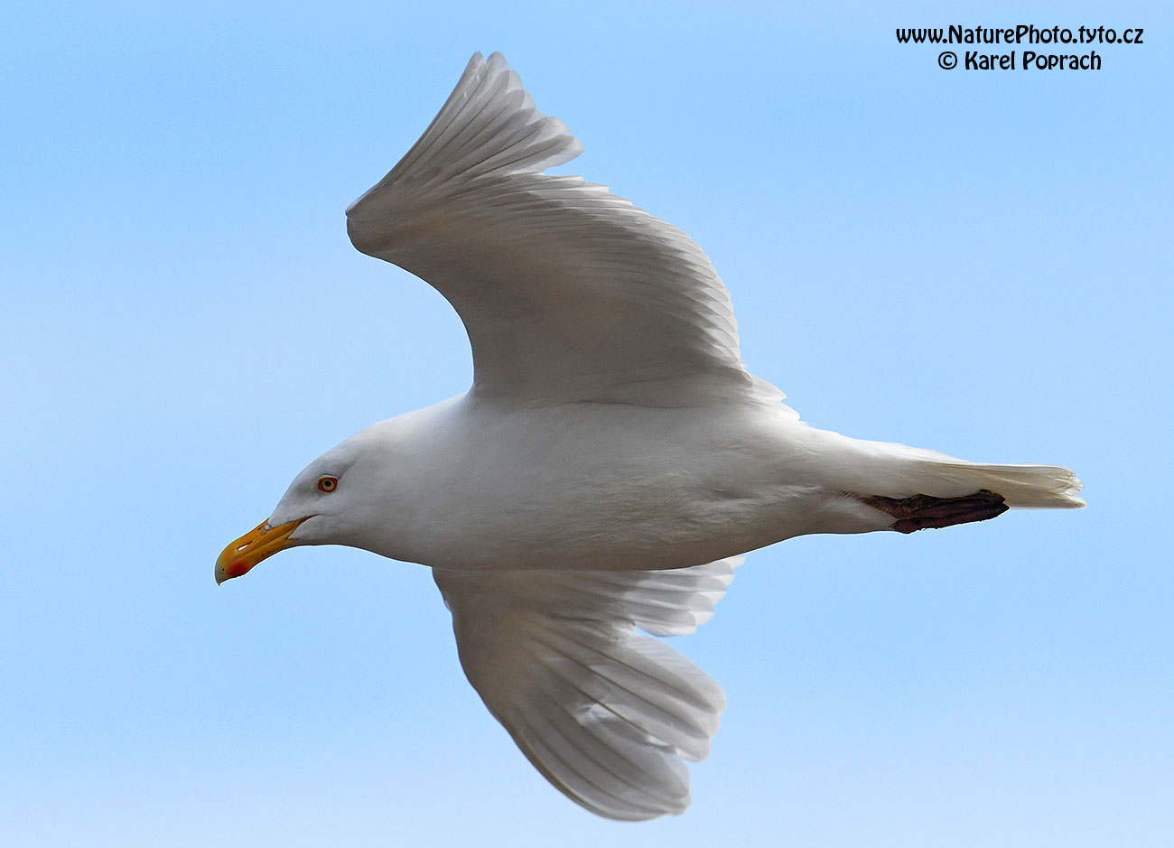 Larus hyperboreus, Racek šedý