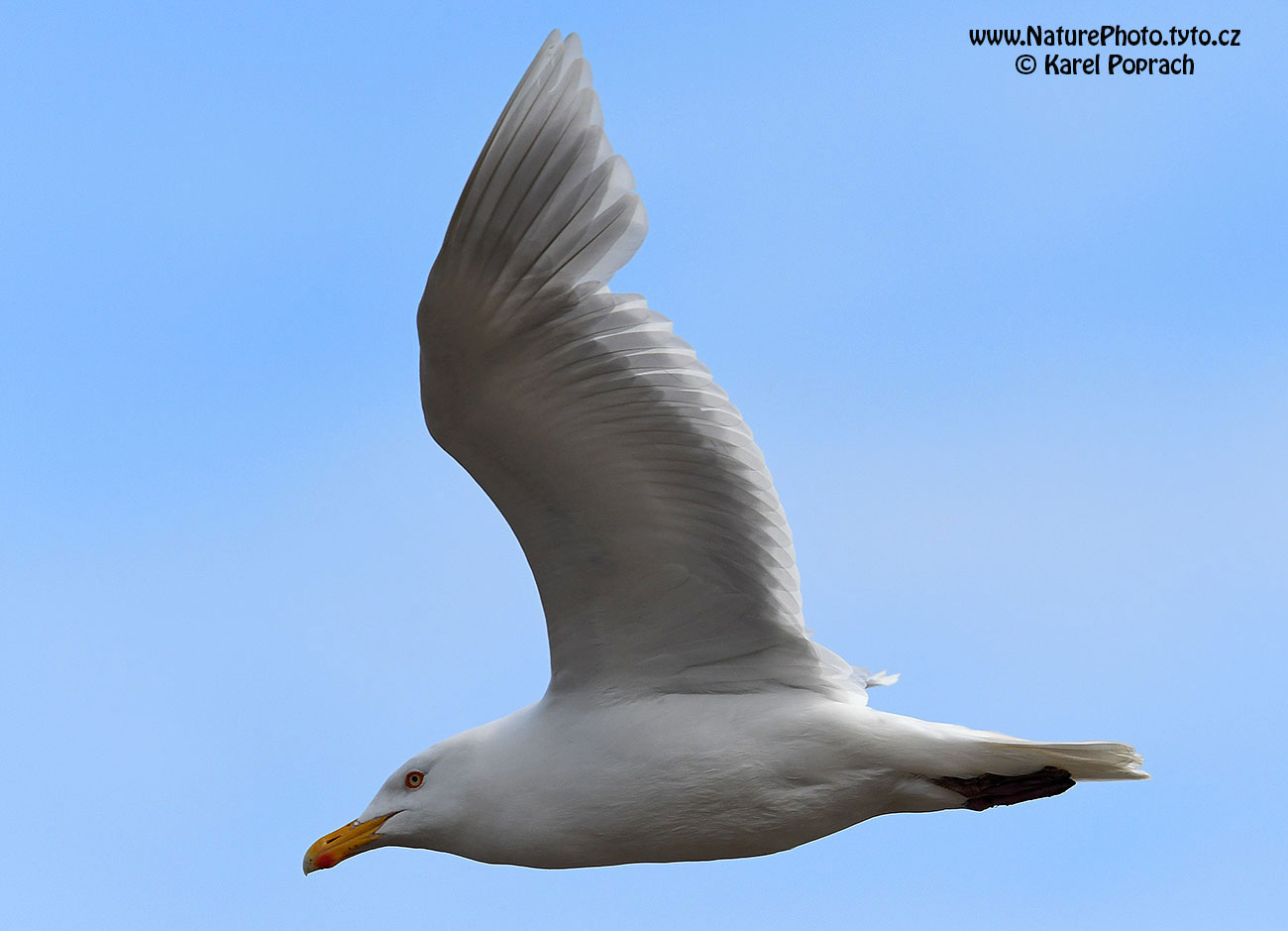 Larus hyperboreus, Racek šedý