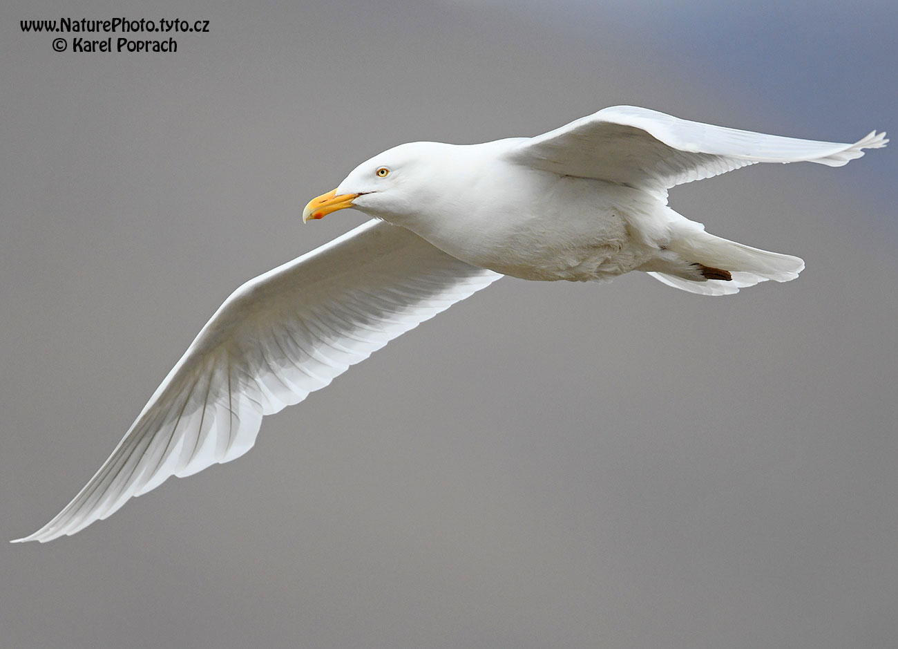 Larus hyperboreus, Racek šedý