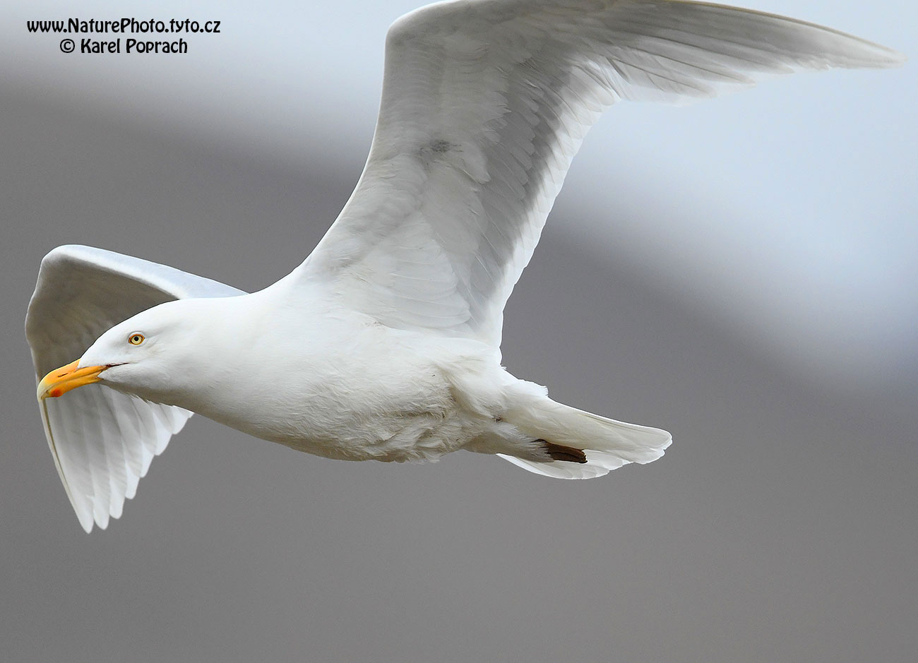 Larus hyperboreus, Racek šedý