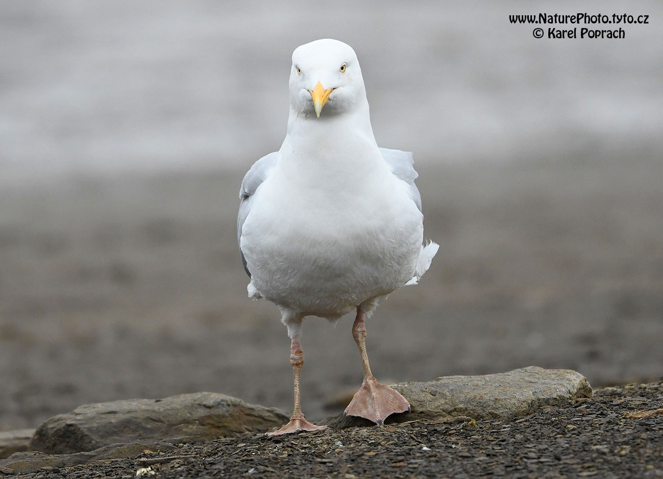 Larus hyperboreus, Racek šedý