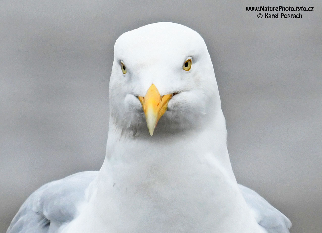 Larus hyperboreus, Racek šedý