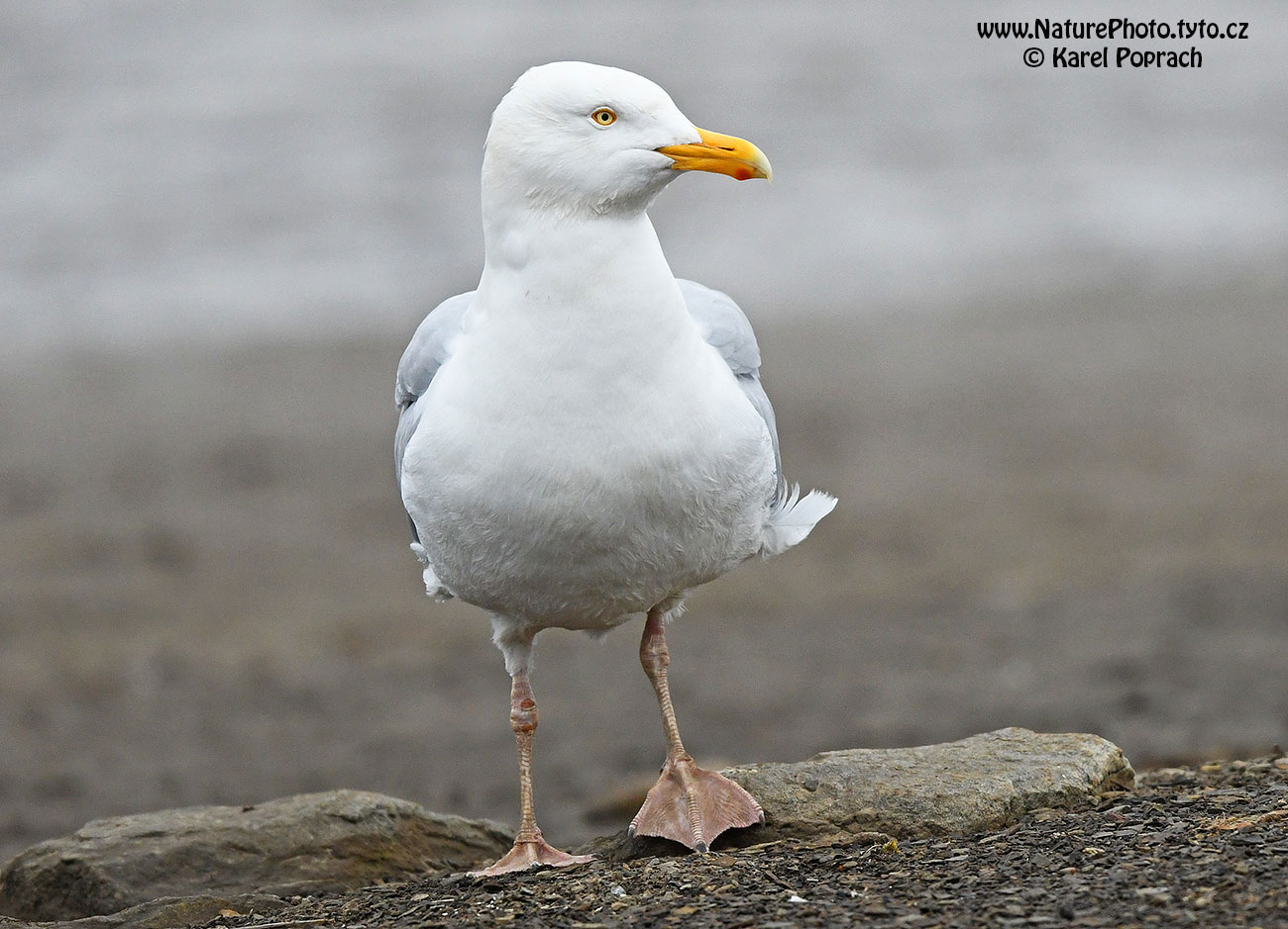 Larus hyperboreus, Racek šedý