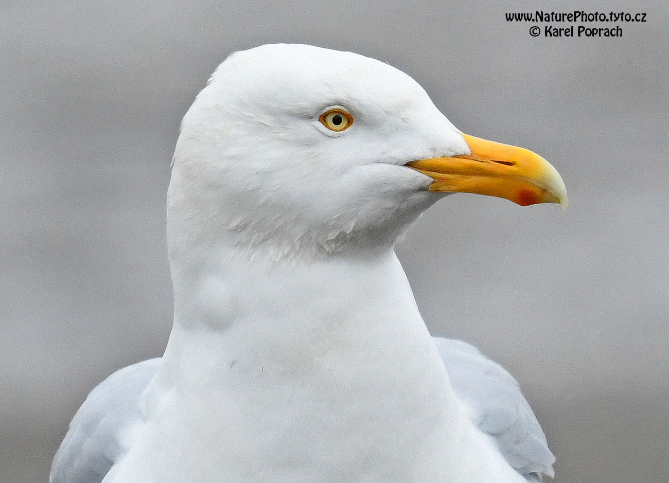 Larus hyperboreus, Racek šedý