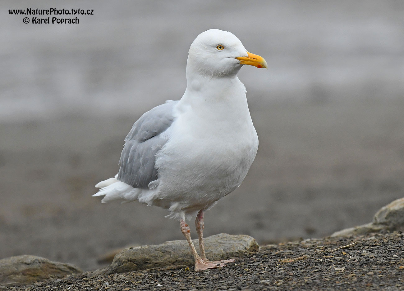 Larus hyperboreus, Racek šedý
