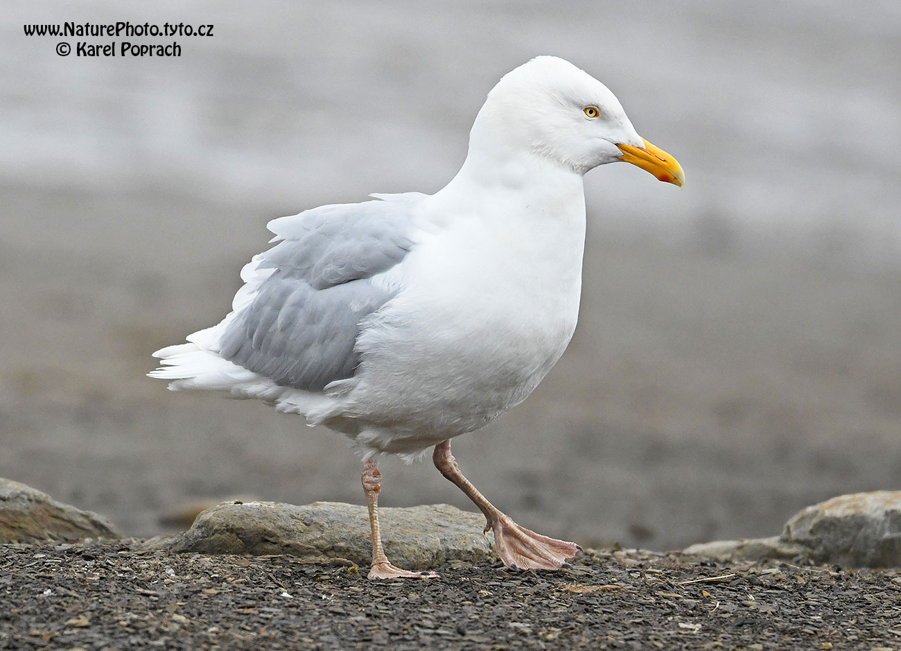 Larus hyperboreus, Racek šedý
