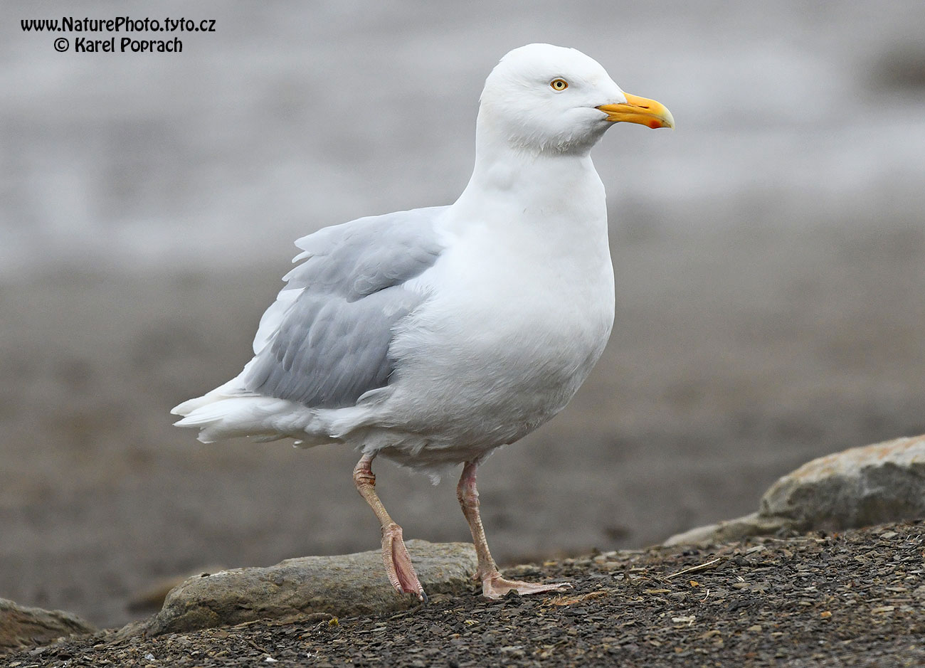 Larus hyperboreus, Racek šedý