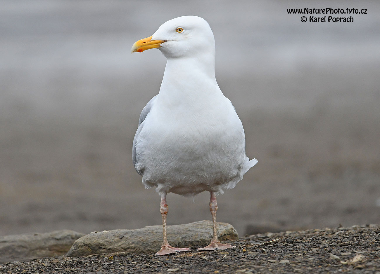 Larus hyperboreus, Racek šedý