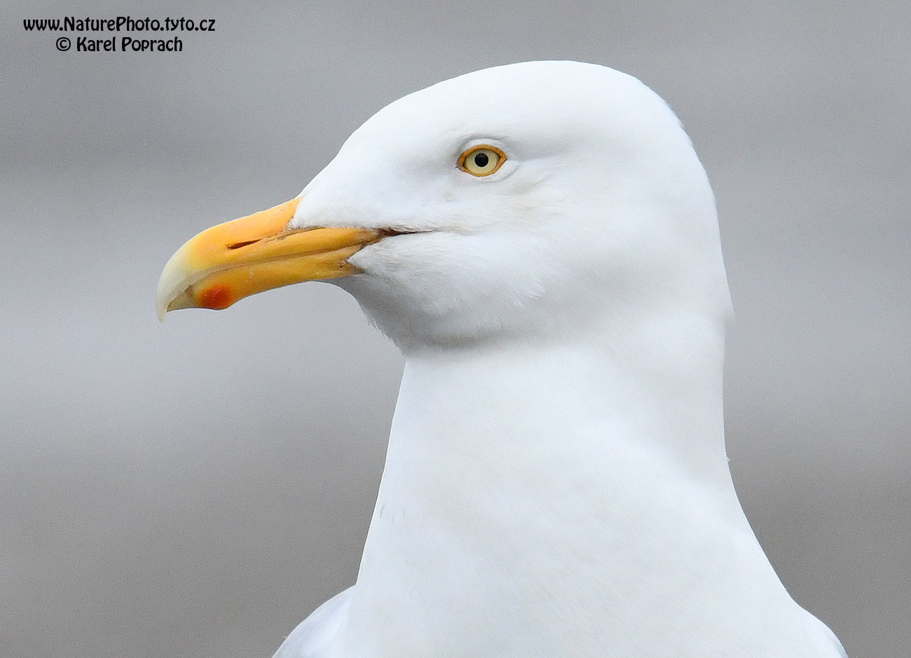Larus hyperboreus, Racek šedý