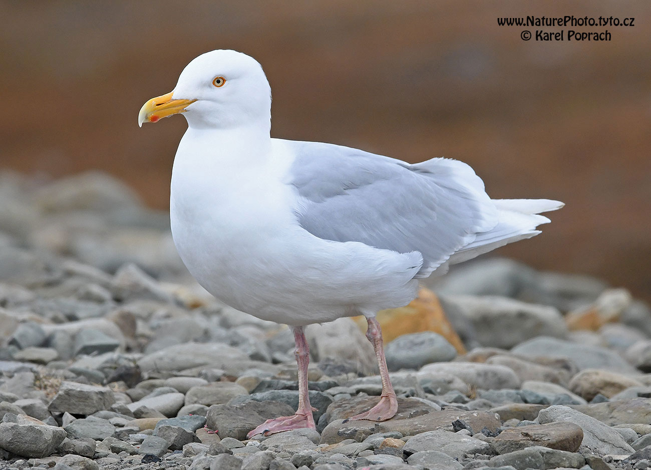 Larus hyperboreus, Racek šedý