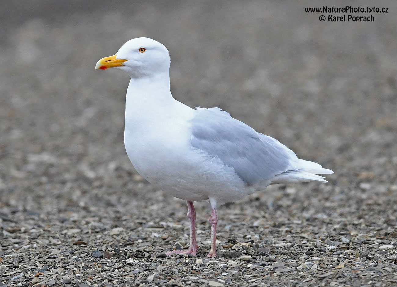Larus hyperboreus, Racek šedý